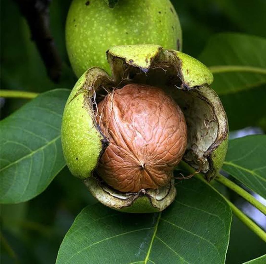 Benefits and uses of Walnut Oil